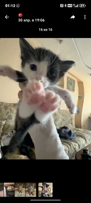 Отдам даром китайских котят