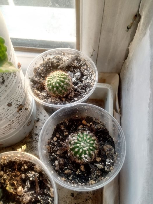 Кактусы детки комнатные