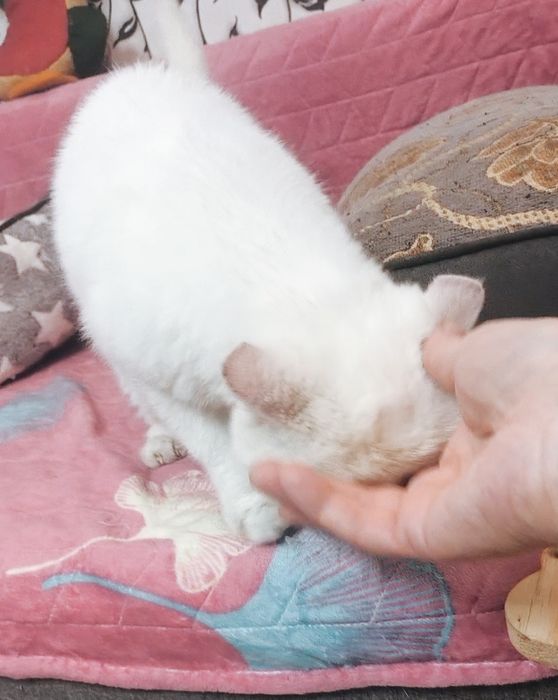 Экзотик из Проф.Питомника
