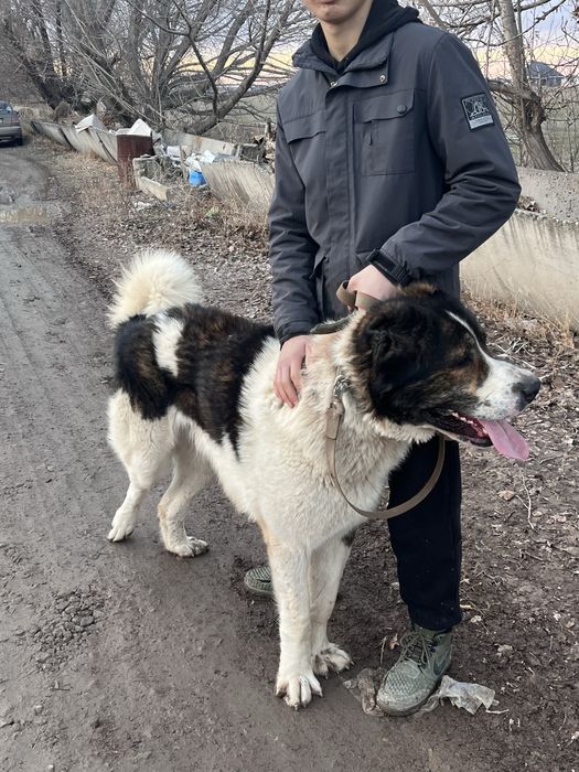 Молодой супер тяж линия есть