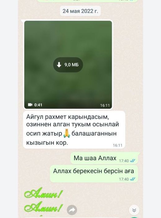 Семена люцерны сорт Семиречье,Джеа(Кара Балта) Джеа оригинал