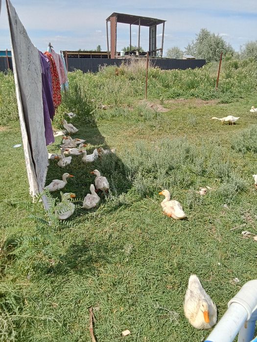 Старт   53   Утки
