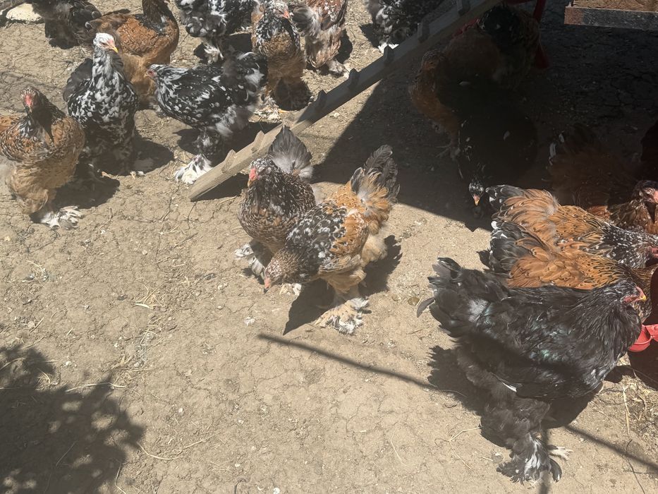 brahma portelan si bobat