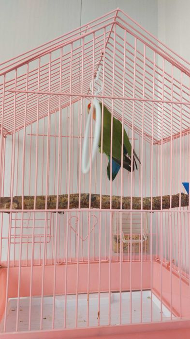 Попугайчики Неразлучники