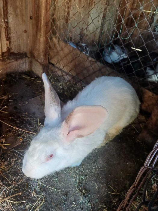 Iepuri, pui și adulți