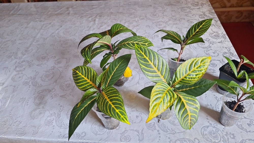 комнатные горшочные цветы