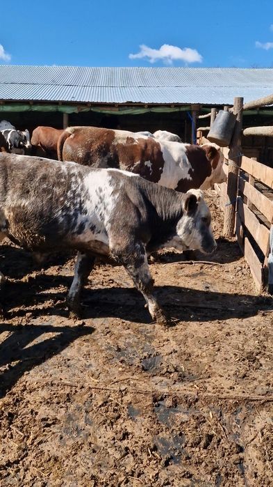 viței de rasă, cu transport asigurat