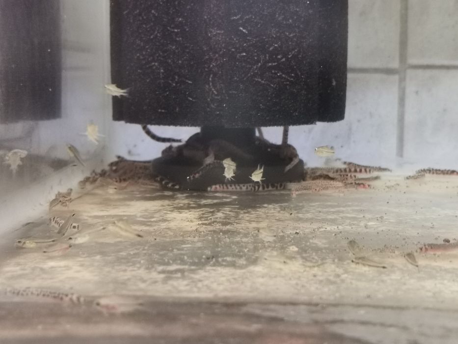 Kuhli loach sanitari