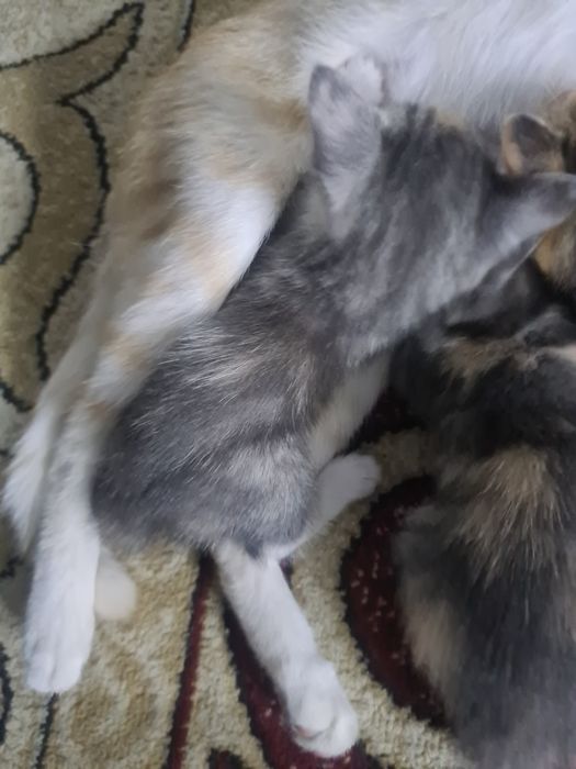 Отдам котят бесплатно
