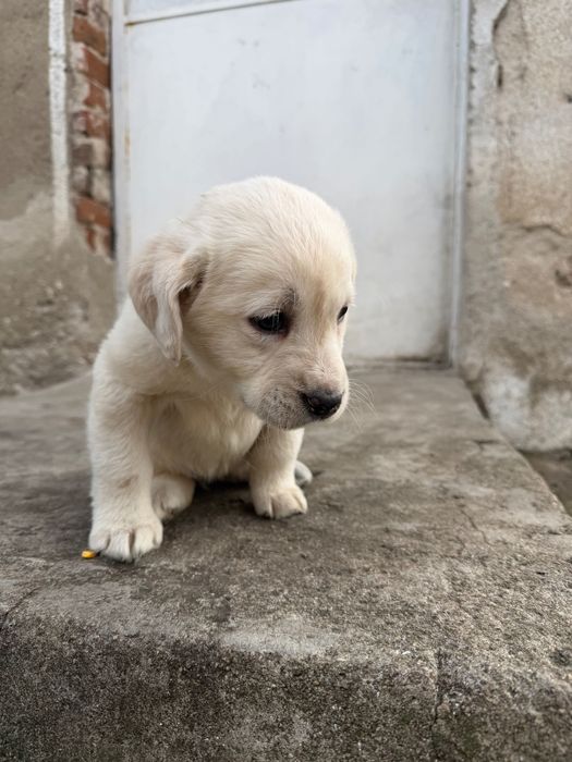 Продавам женско кученце лабрадорче 200лв