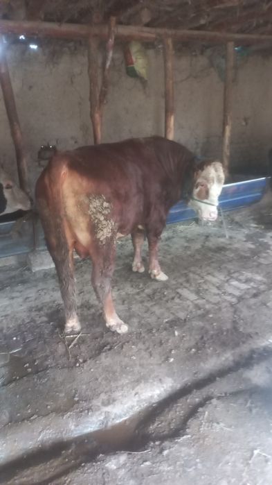 Buqala sotiladi  jivoy vasga xam beramiz