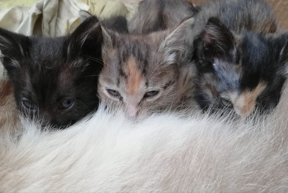 Отдам котят в добрые руки