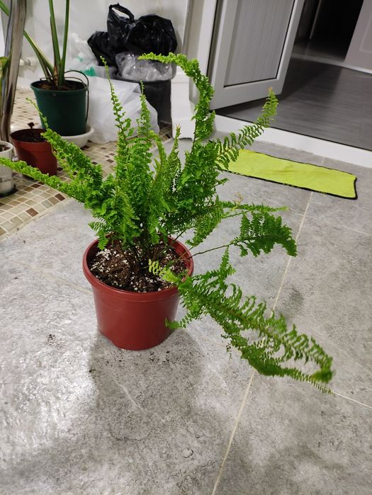 Папоротник Нефролепис королевский