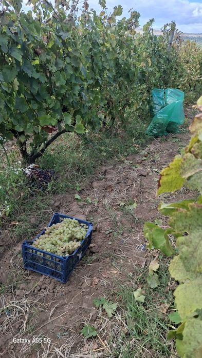 vând struguri pt vin