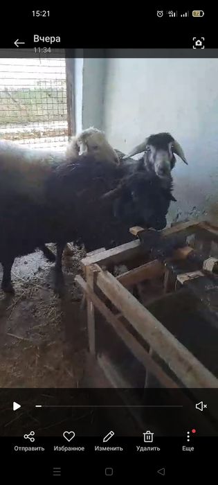 Токты. Кои. Козы