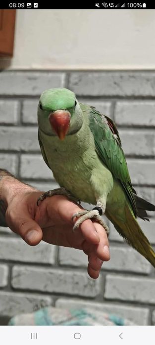 Vând Marele Alexandru și micul Alexandru