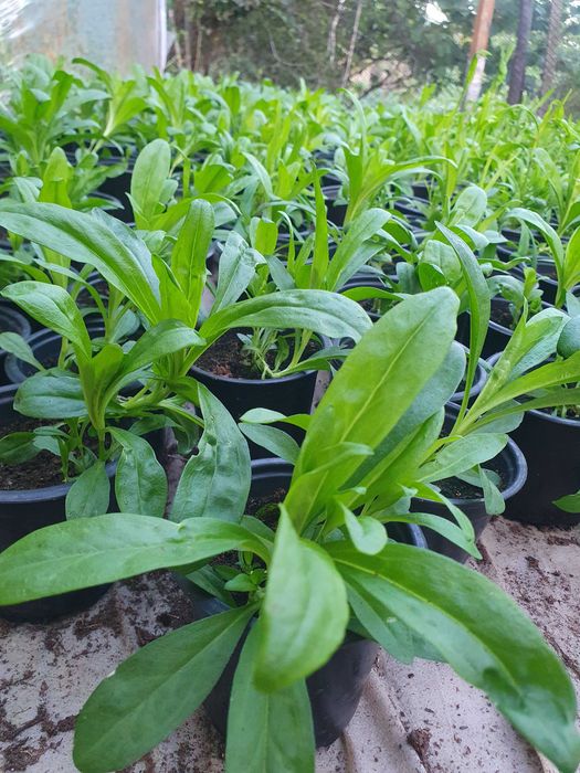 Топ карамфил  многогодишен