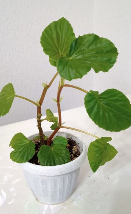 Комнатные цветый. Разные