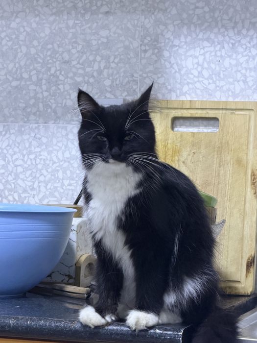 Котенок бесплатно
