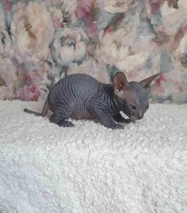 Девочка донского сфинкса черная