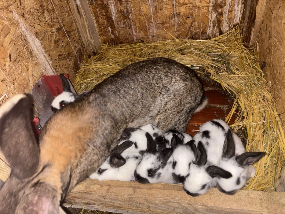 Vând pui de iepuri de rasă