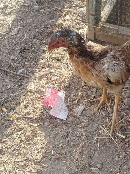 Tovuq yaxshi boqilgan