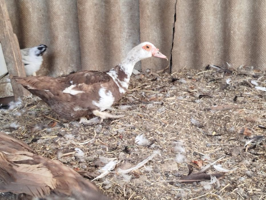 Үйрек балапандарымен бағасын келісеміз