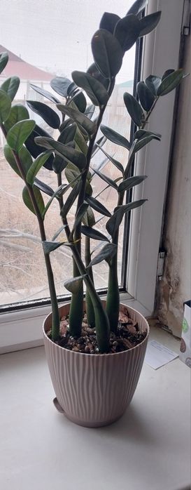 Цветок доллоровое дерево