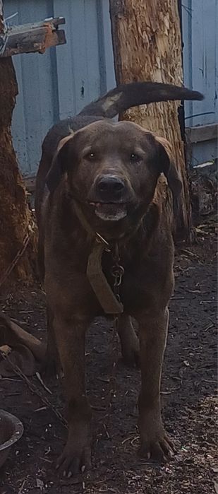 Лабрадор-ретривер