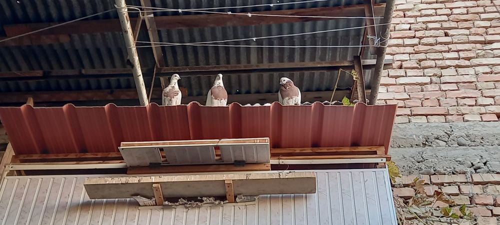 Голуби продаютса дешева