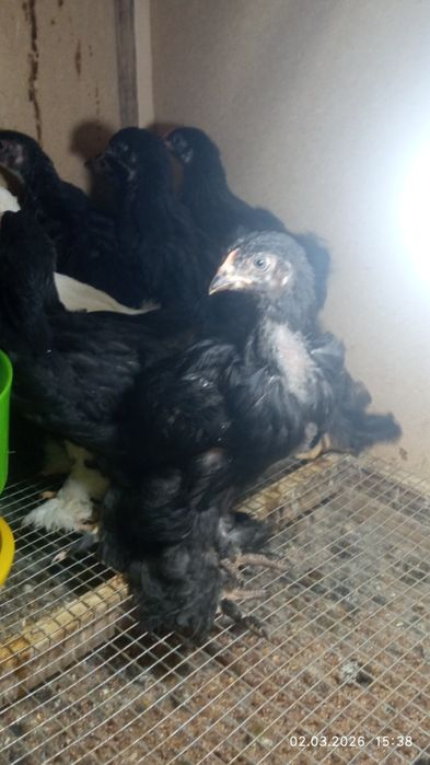 Продаются цыплята брама 40 дневные