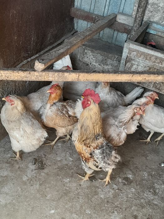 Продам курей домашний