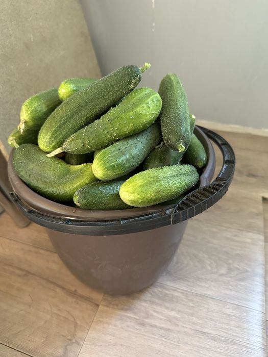 Продам свежие огурцы