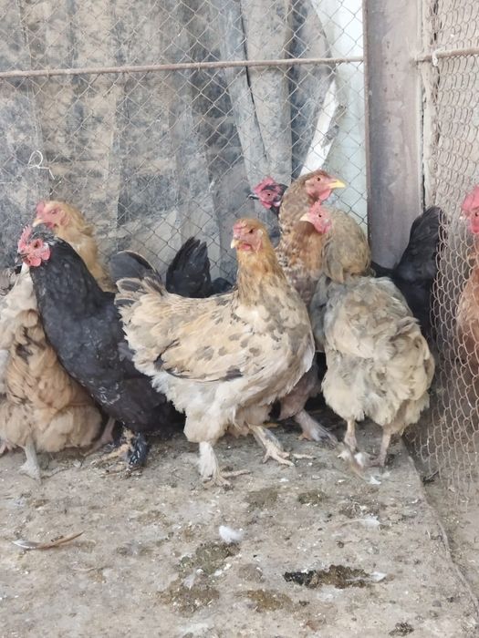 Продам куры домашние