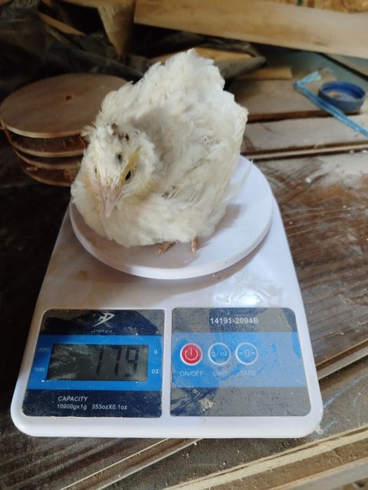 Бедана  белый гигант