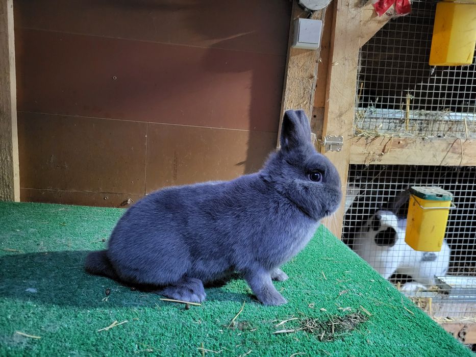 Iepurași pitici de companie