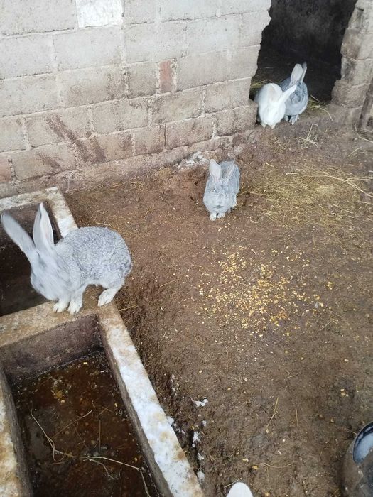 Iepuri uriasi germani