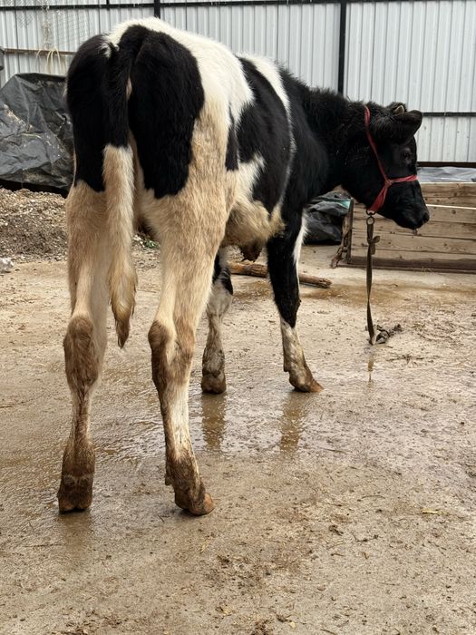 Тозза Расиски Гонажин сотилади
