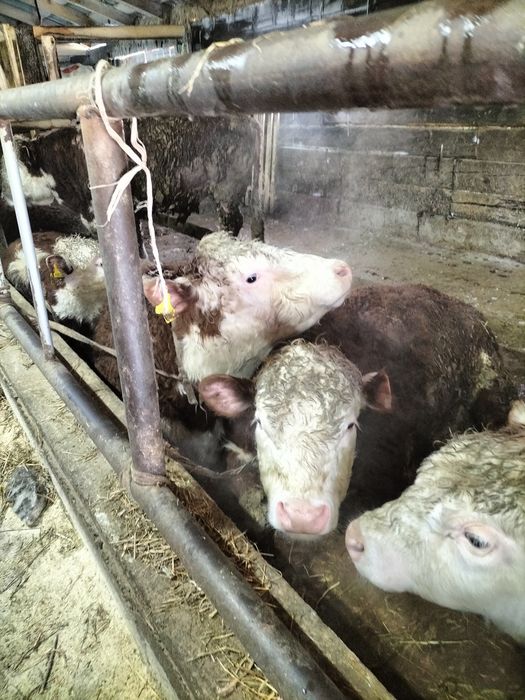 Бычки акбас ангус