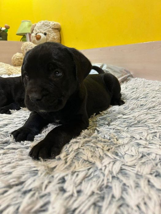 Бебета ,,Кане Корсо “