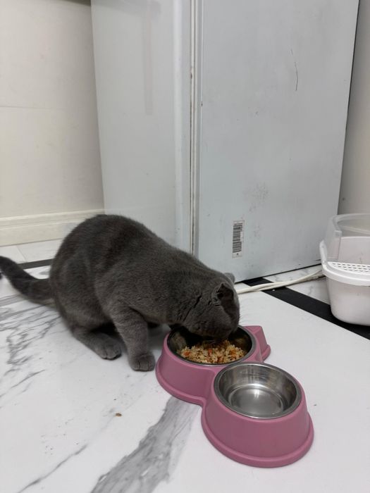 Британский котик