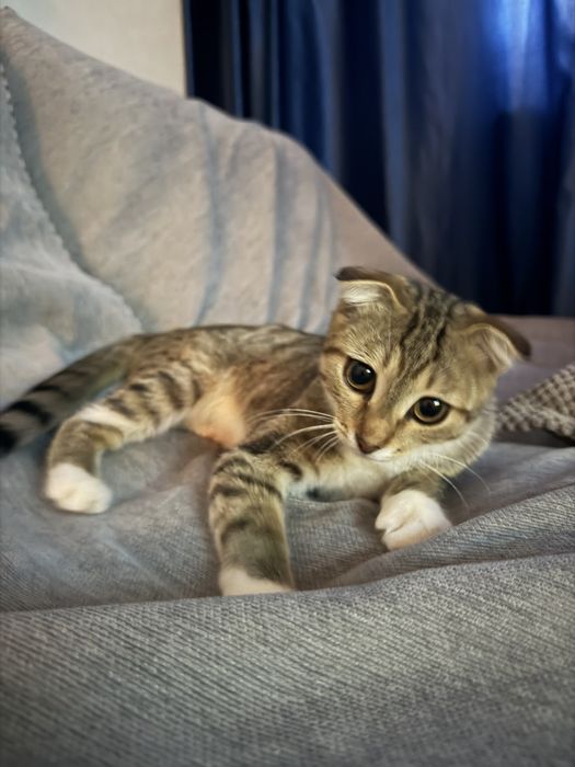 Отдам котенка в добрые руки