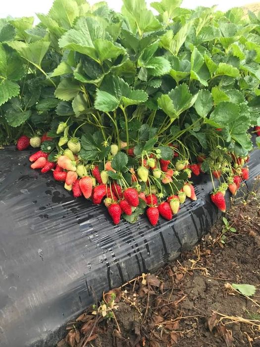 Продавам  Разсад  От Производител Ягоди  и  Малини