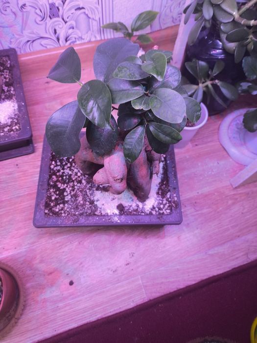 Продам бонсай микрокарпа