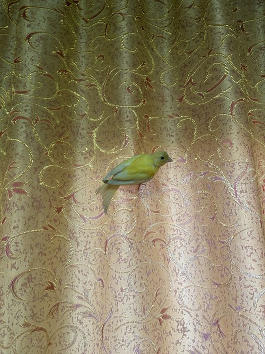 Продам кенора