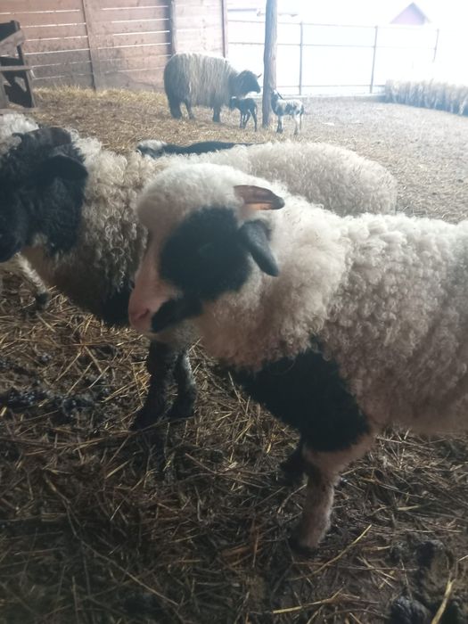 Oi breze de vânzare!