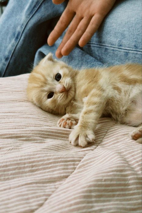 Шотландский вислоухий котенок