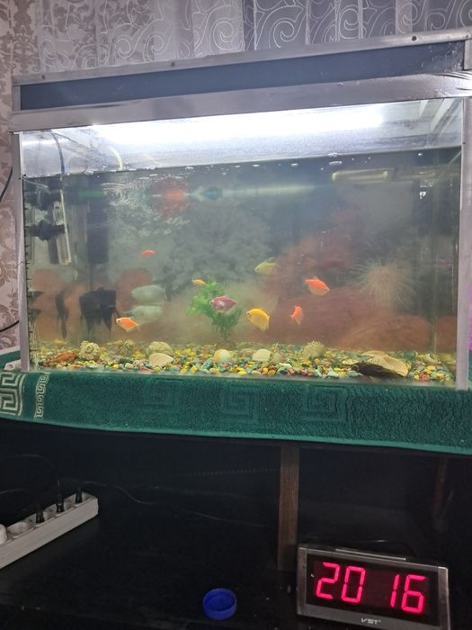 Продам аквариум с рыбками.