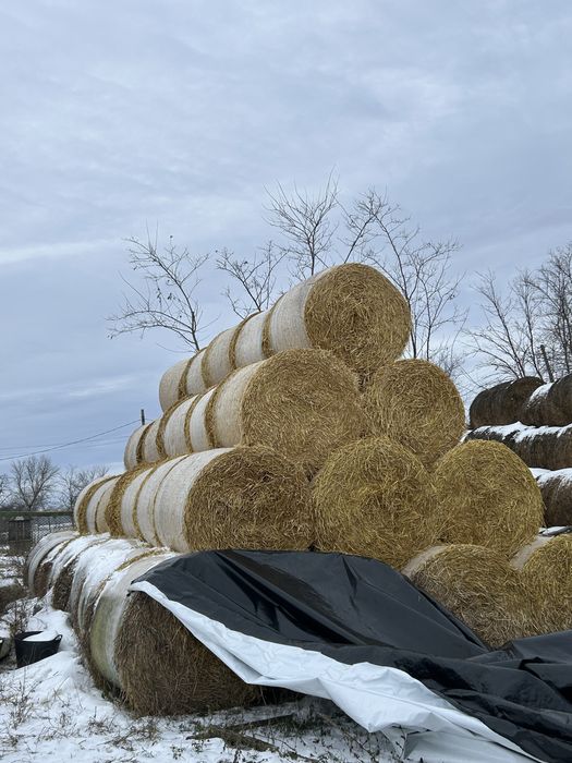 Vand baloti lucernă și paie orz