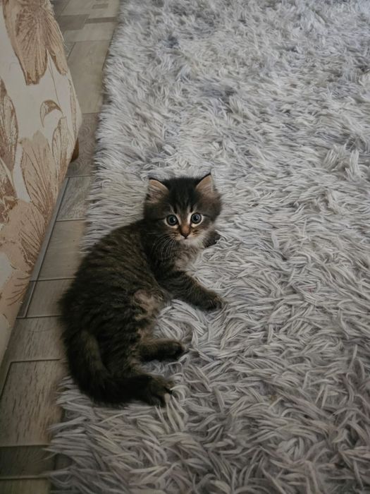 Отдам котят девочки